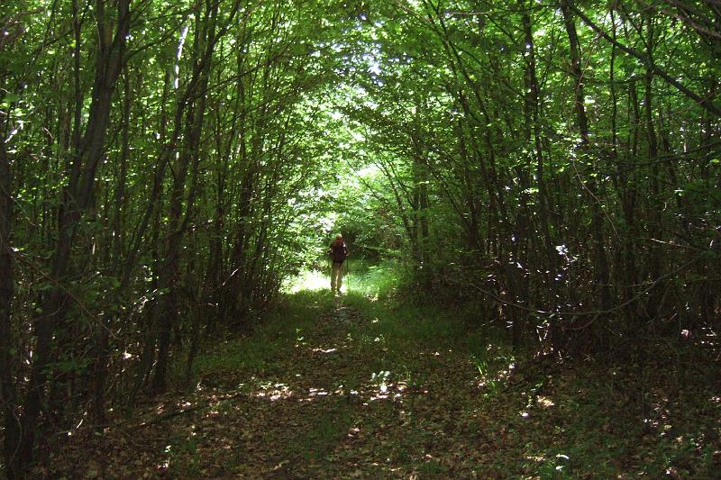 3-5-05 Bois dAltroff.JPG - Auf dem "Chemin des Morts" Richtung Saint-Hubert